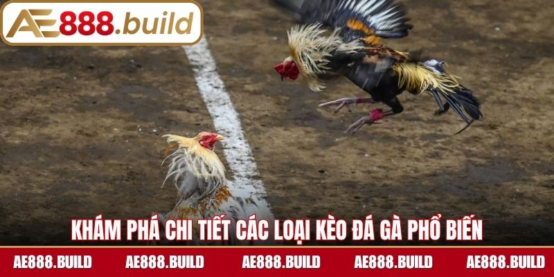 Khám phá chi tiết các loại kèo đá gà phổ biến