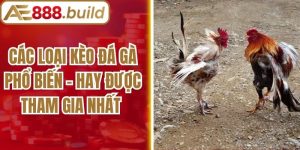 Các Loại Kèo Đá Gà Phổ Biến - Hay Được Tham Gia Nhất