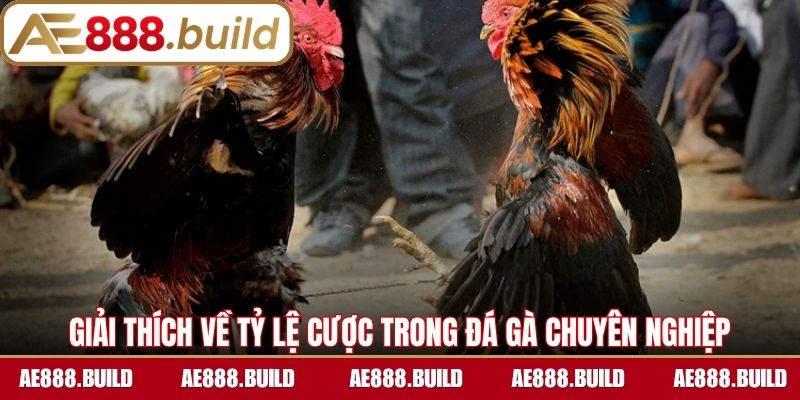 Giải thích sơ bộ về tỷ lệ cược trong đá gà chuyên nghiệp