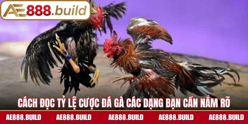 Cách đọc tỷ lệ cược đá gà các dạng bạn cần nắm rõ