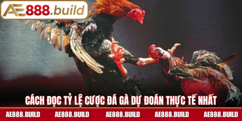 Cách đọc tỷ lệ cược đá gà dự đoán thực tế nhất