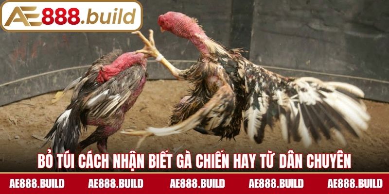 Bỏ túi cách nhận biết gà chiến hay từ dân chuyên