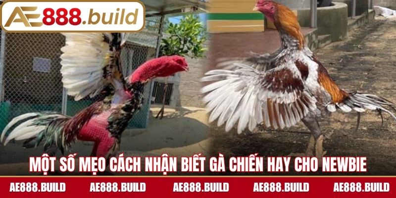 Một số mẹo cách nhận biết gà chiến hay cho newbie