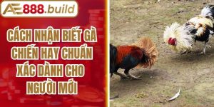 Cách Nhận Biết Gà Chiến Hay Chuẩn Xác Dành Cho Người Mới