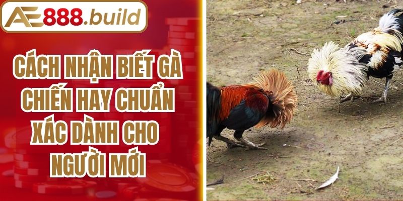 Cách Nhận Biết Gà Chiến Hay Chuẩn Xác Dành Cho Người Mới