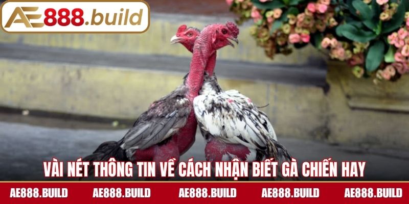 Vài nét thông tin cơ bản về cách nhận biết gà chiến hay