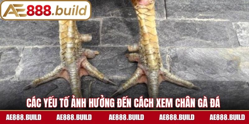 Các yếu tố ảnh hưởng đến cách xem chân gà đá