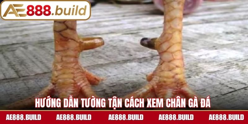 Hướng dẫn tường tận cách xem chân gà đá