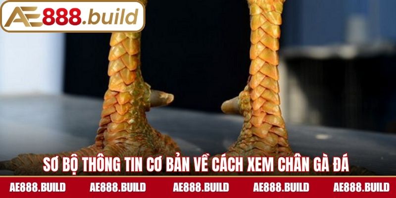Sơ bộ thông tin cơ bản về cách xem chân gà đá