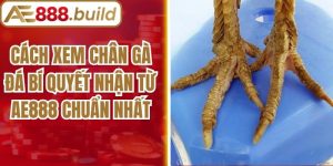 Cách Xem Chân Gà Đá Bí Quyết Nhận Từ Ae888 Chuẩn Nhất