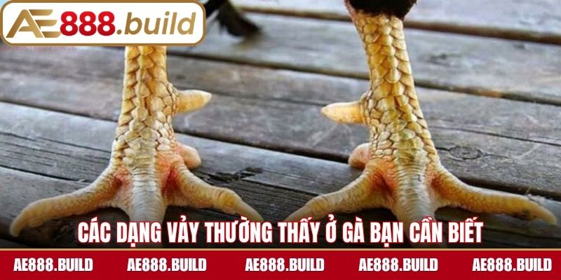 Các dạng vảy thường thấy ở gà bạn cần biết