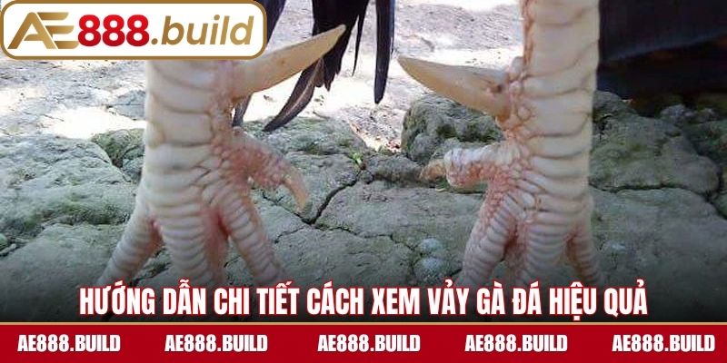 Hướng dẫn chi tiết cách xem vảy gà đá hiệu quả