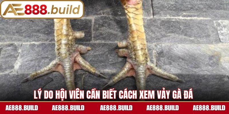 Lý do hội viên cần biết cách xem vảy gà đá