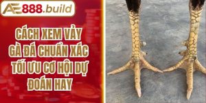 Cách Xem Vảy Gà Đá Chuẩn Xác Tối Ưu Cơ Hội Dự Đoán Hay