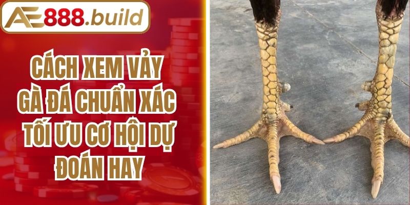 Cách Xem Vảy Gà Đá Chuẩn Xác Tối Ưu Cơ Hội Dự Đoán Hay