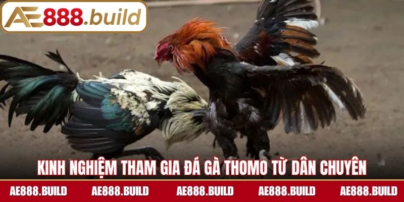 Kinh nghiệm tham gia đá gà Thomo là gì từ dân chuyên