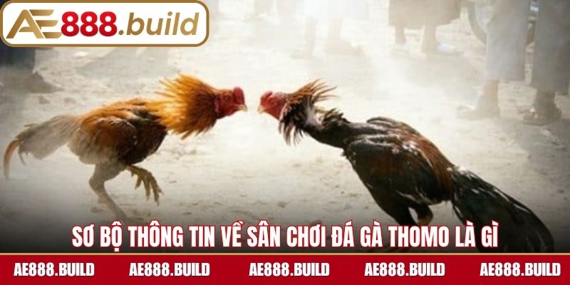 Sơ bộ thông tin về sân chơi đá gà Thomo là gì