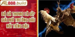 Đá Gà Thomo Là Gì? Giải Mã Trường Đấu Nổi Tiếng Bậc