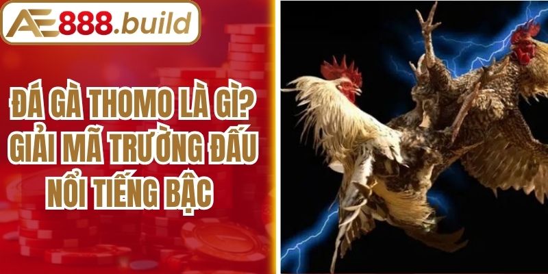 Đá Gà Thomo Là Gì? Giải Mã Trường Đấu Nổi Tiếng Bậc