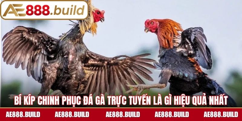 Bí kíp chinh phục đá gà trực tuyến là gì hiệu quả nhất