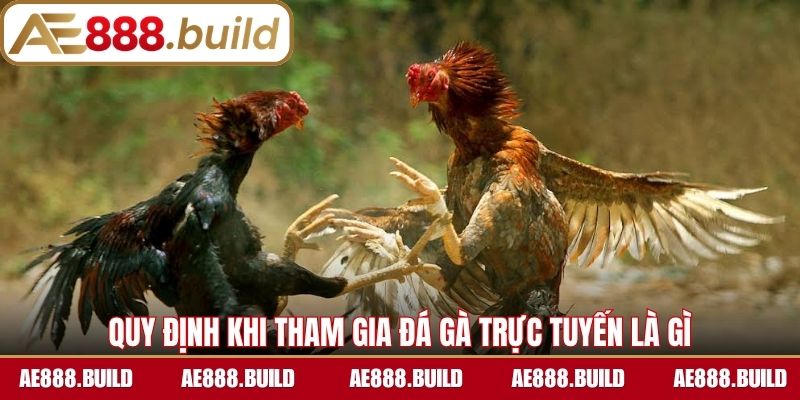 Quy định khi tham gia đá gà trực tuyến là gì