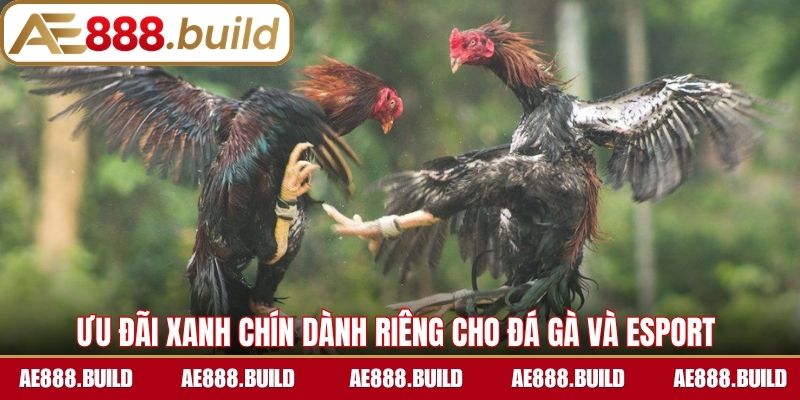 Ưu đãi xanh chín dành riêng cho Đá gà và Esport