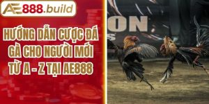 Hướng Dẫn Cược Đá Gà Cho Người Mới Từ A - Z Tại AE888