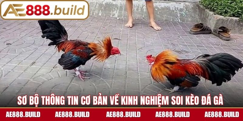 Sơ bộ thông tin cơ bản về kinh nghiệm soi kèo đá gà