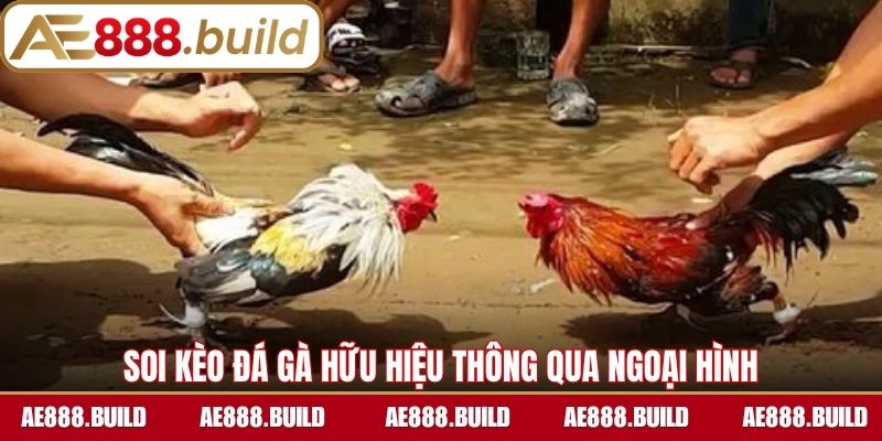 Kinh nghiệm soi kèo đá gà hữu hiệu thông qua ngoại hình