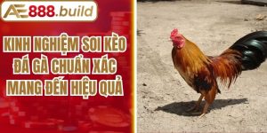 Kinh Nghiệm Soi Kèo Đá Gà Chuẩn Xác Mang Đến Hiệu Quả