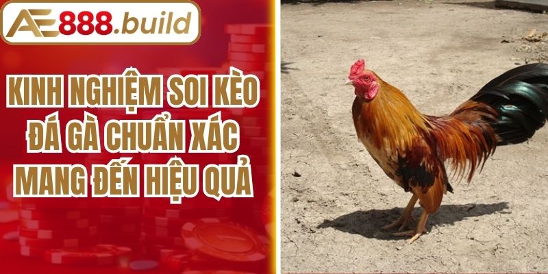 Kinh Nghiệm Soi Kèo Đá Gà Chuẩn Xác Mang Đến Hiệu Quả
