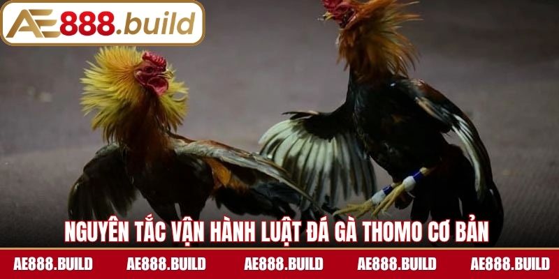 Nguyên tắc vận hành chính của luật đá gà Thomo cơ bản