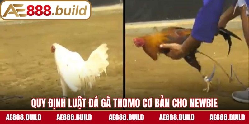 Các quy định luật đá gà Thomo cơ bản cho newbie học hỏi