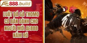 Luật Đá Gà Thomo Cơ Bản Dành Cho Người Mới AE888 Nắm Rõ
