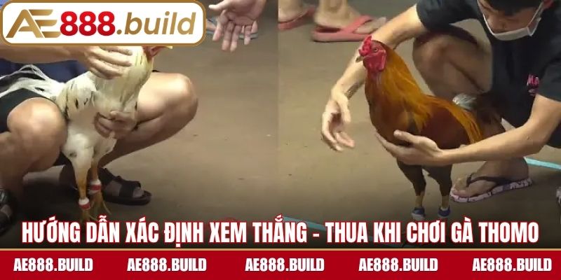Hướng dẫn xác định xem thắng - thua khi chơi gà Thomo