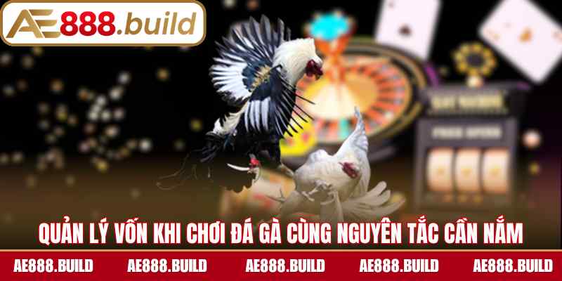 Quản lý vốn khi chơi đá gà cùng nguyên tắc cần nắm